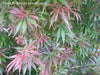 Acer palmatum 'Jerre Schwartz' Dwarf Japanese Maple - Mr Maple │ Buy Japanese Maple Trees