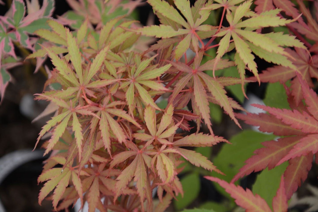 '- Acer palmatum 'Jerre Schwartz' Dwarf Japanese Maple - Mr Maple │ Buy Japanese Maple Trees