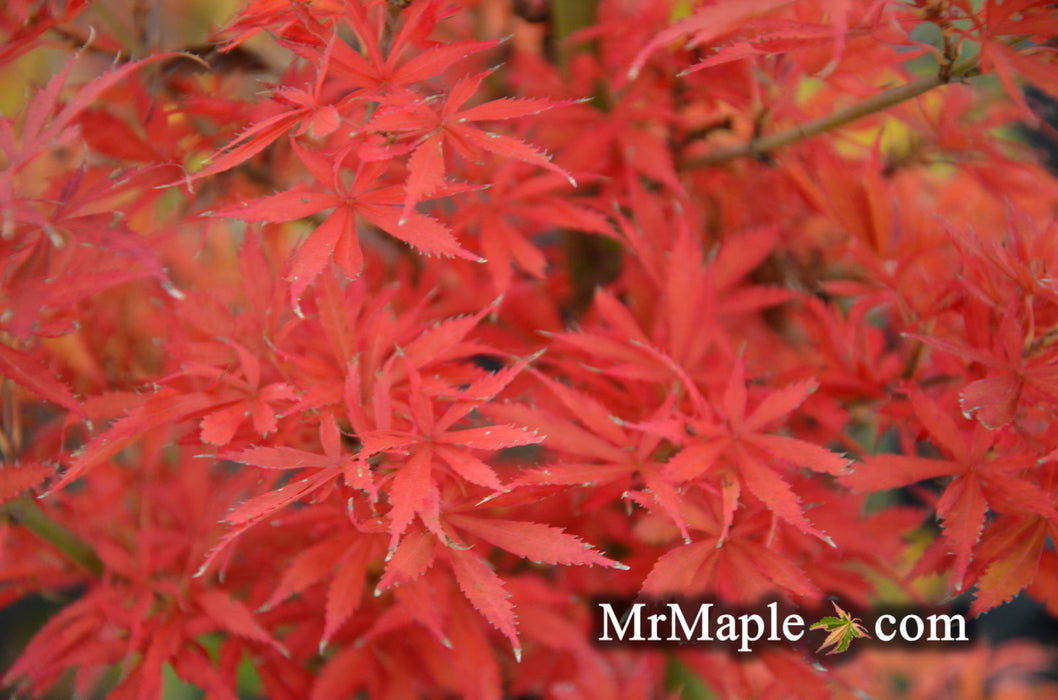 Acer palmatum 'Jerre Schwartz' Dwarf Japanese Maple - Mr Maple │ Buy Japanese Maple Trees