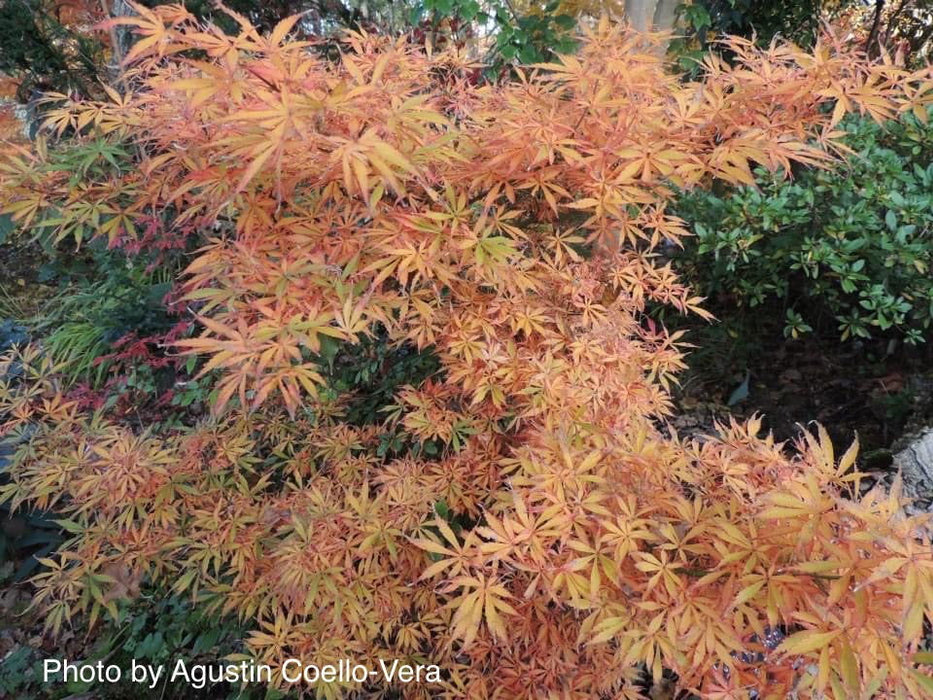 Acer palmatum 'Jerre Schwartz' Dwarf Japanese Maple - Mr Maple │ Buy Japanese Maple Trees