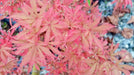 Acer palmatum 'Jerre Schwartz' Dwarf Japanese Maple - Mr Maple │ Buy Japanese Maple Trees