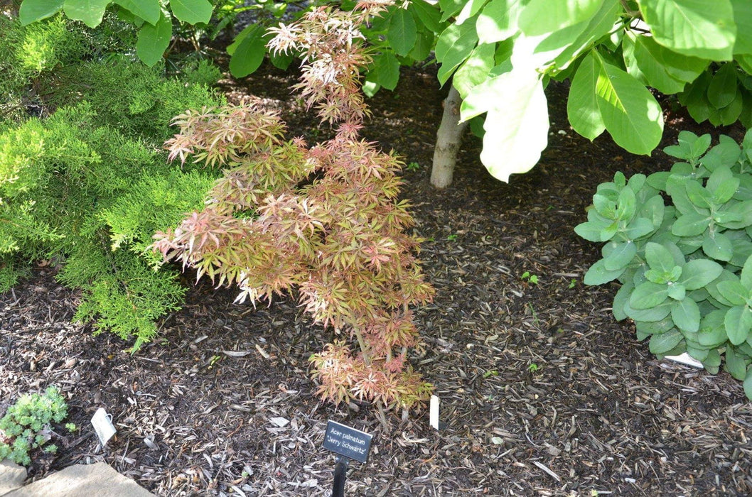 Acer palmatum 'Jerre Schwartz' Dwarf Japanese Maple - Mr Maple │ Buy Japanese Maple Trees