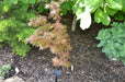 Acer palmatum 'Jerre Schwartz' Dwarf Japanese Maple - Mr Maple │ Buy Japanese Maple Trees