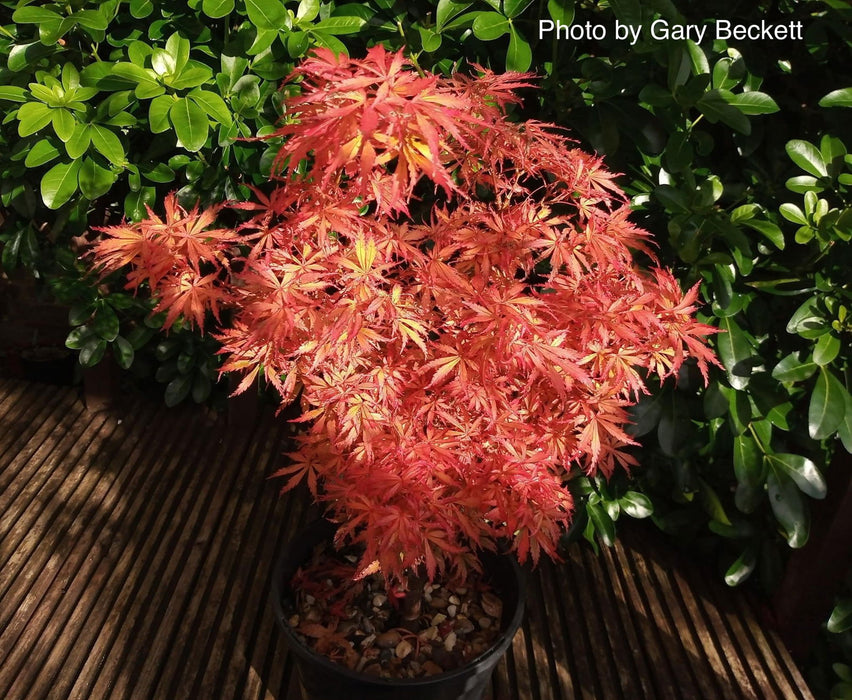 Acer palmatum 'Jerre Schwartz' Dwarf Japanese Maple - Mr Maple │ Buy Japanese Maple Trees