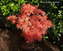 Acer palmatum 'Jerre Schwartz' Dwarf Japanese Maple - Mr Maple │ Buy Japanese Maple Trees