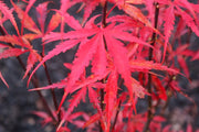 - Acer palmatum 'Jerre Schwartz' Dwarf Japanese Maple - Mr Maple │ Buy Japanese Maple Trees