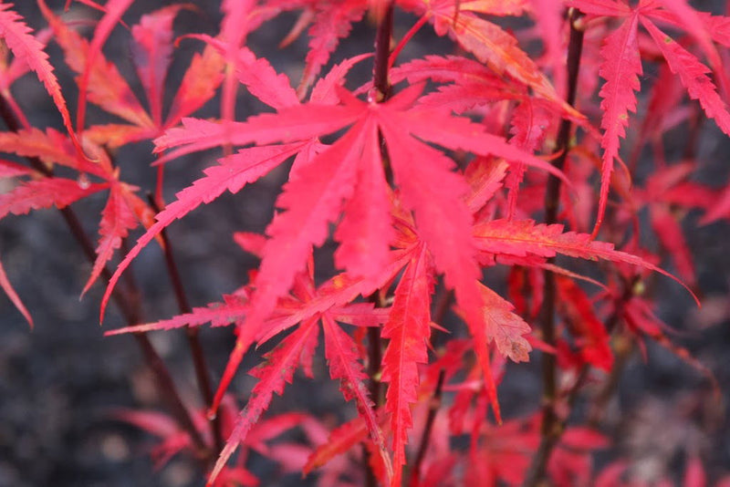 - Acer palmatum 'Jerre Schwartz' Dwarf Japanese Maple - Mr Maple │ Buy Japanese Maple Trees
