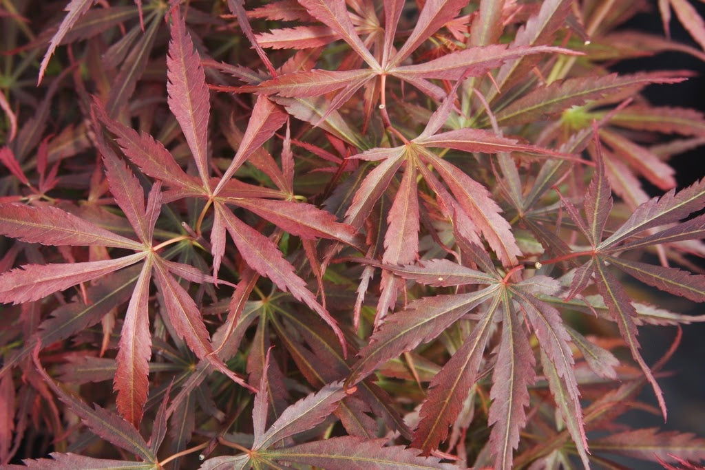 Acer palmatum 'Jerre Schwartz' Dwarf Japanese Maple - Mr Maple │ Buy Japanese Maple Trees