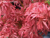 Acer palmatum 'Jerre Schwartz' Dwarf Japanese Maple - Mr Maple │ Buy Japanese Maple Trees