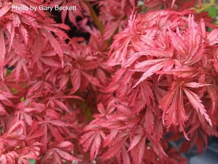 '- Acer palmatum 'Jerre Schwartz' Dwarf Japanese Maple - Mr Maple │ Buy Japanese Maple Trees