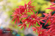 Acer palmatum 'Jerre Schwartz' Dwarf Japanese Maple - Mr Maple │ Buy Japanese Maple Trees