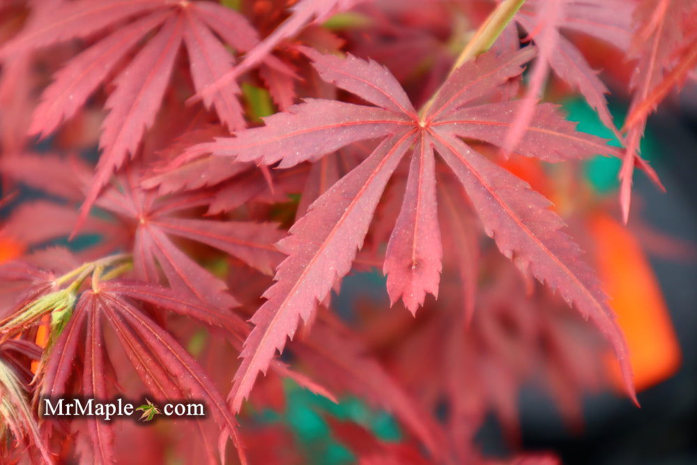 '- Acer palmatum 'Jerre Schwartz' Dwarf Japanese Maple - Mr Maple │ Buy Japanese Maple Trees