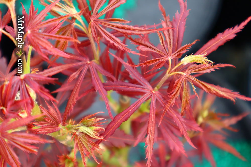 Acer palmatum 'Jerre Schwartz' Dwarf Japanese Maple - Mr Maple │ Buy Japanese Maple Trees