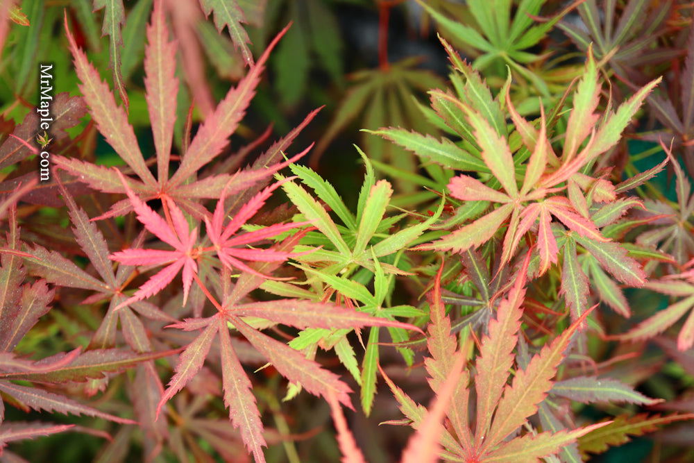 Acer palmatum 'Jerre Schwartz' Dwarf Japanese Maple - Mr Maple │ Buy Japanese Maple Trees