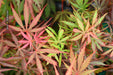 Acer palmatum 'Jerre Schwartz' Dwarf Japanese Maple - Mr Maple │ Buy Japanese Maple Trees