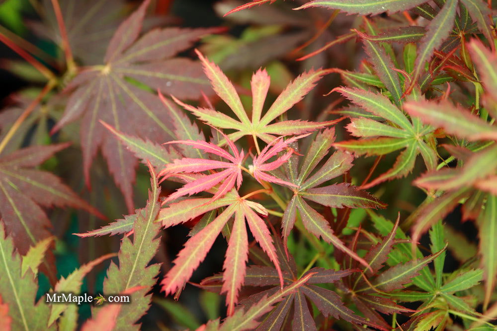 Acer palmatum 'Jerre Schwartz' Dwarf Japanese Maple - Mr Maple │ Buy Japanese Maple Trees