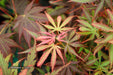 Acer palmatum 'Jerre Schwartz' Dwarf Japanese Maple - Mr Maple │ Buy Japanese Maple Trees