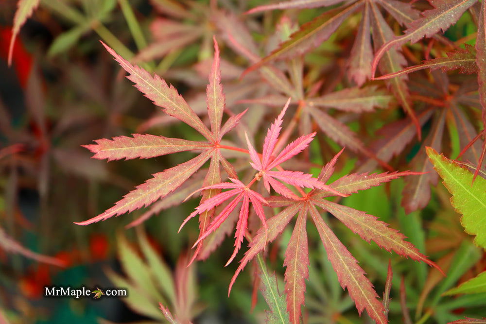 Acer palmatum 'Jerre Schwartz' Dwarf Japanese Maple - Mr Maple │ Buy Japanese Maple Trees