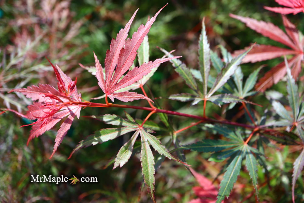 '- Acer palmatum 'Jerre Schwartz' Dwarf Japanese Maple - Mr Maple │ Buy Japanese Maple Trees