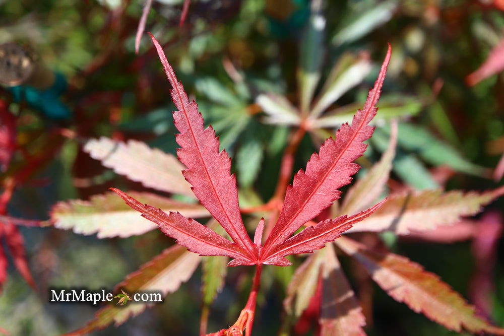 Acer palmatum 'Jerre Schwartz' Dwarf Japanese Maple - Mr Maple │ Buy Japanese Maple Trees