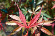 '- Acer palmatum 'Jerre Schwartz' Dwarf Japanese Maple - Mr Maple │ Buy Japanese Maple Trees