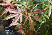 - Acer palmatum 'Jerre Schwartz' Dwarf Japanese Maple - Mr Maple │ Buy Japanese Maple Trees