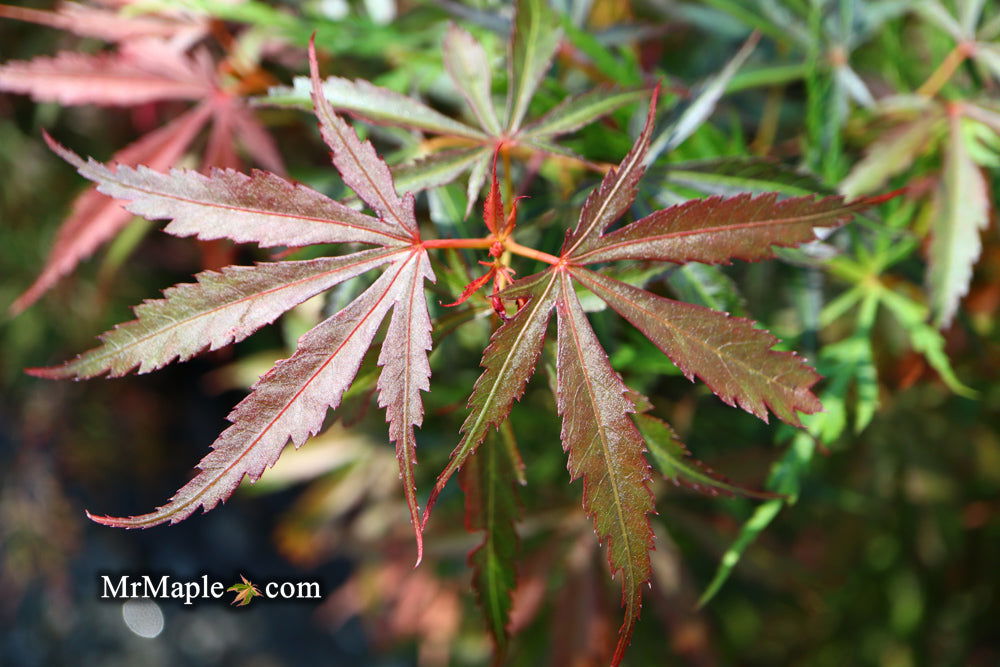 Acer palmatum 'Jerre Schwartz' Dwarf Japanese Maple - Mr Maple │ Buy Japanese Maple Trees