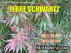 Acer palmatum 'Jerre Schwartz' Dwarf Japanese Maple - Mr Maple │ Buy Japanese Maple Trees