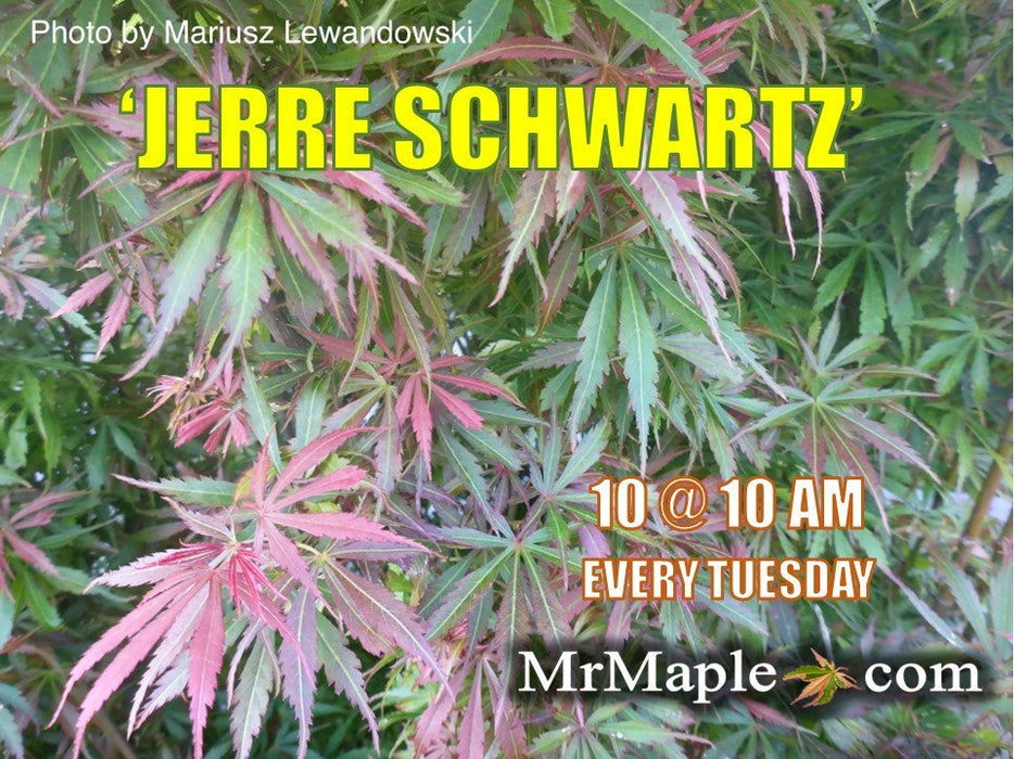 '- Acer palmatum 'Jerre Schwartz' Dwarf Japanese Maple - Mr Maple │ Buy Japanese Maple Trees