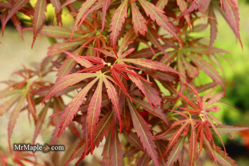 - Acer palmatum 'Jerre Schwartz' Dwarf Japanese Maple - Mr Maple │ Buy Japanese Maple Trees
