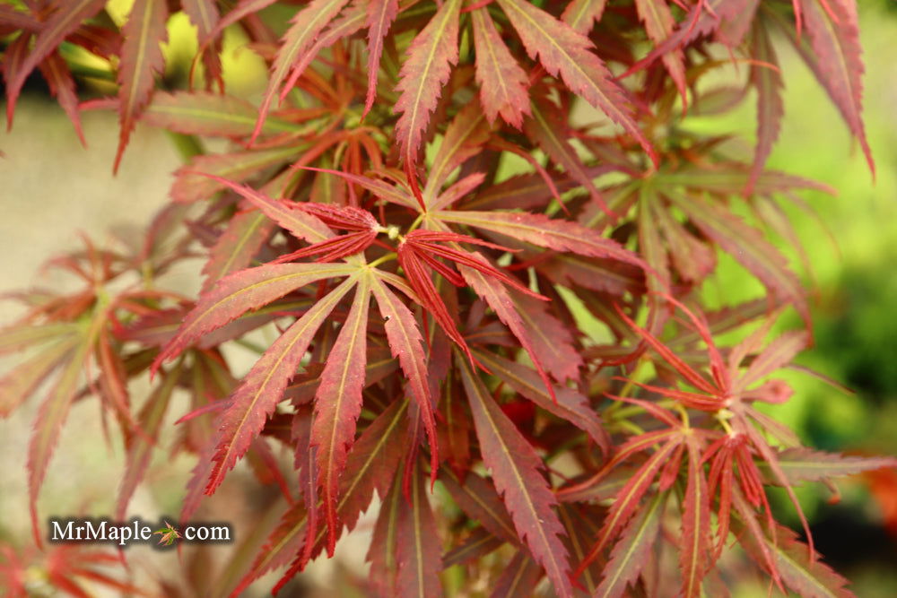 '- Acer palmatum 'Jerre Schwartz' Dwarf Japanese Maple - Mr Maple │ Buy Japanese Maple Trees