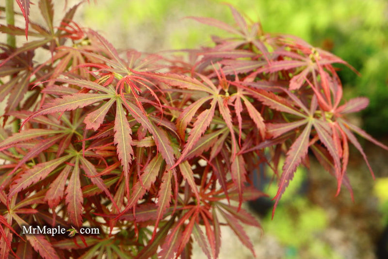 - Acer palmatum 'Jerre Schwartz' Dwarf Japanese Maple - Mr Maple │ Buy Japanese Maple Trees
