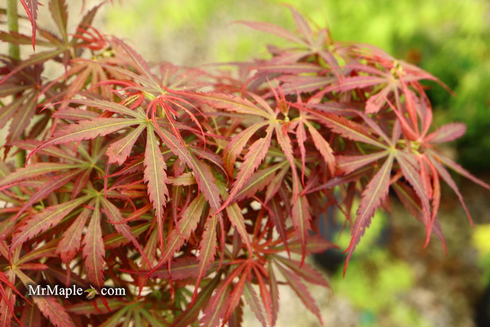 '- Acer palmatum 'Jerre Schwartz' Dwarf Japanese Maple - Mr Maple │ Buy Japanese Maple Trees