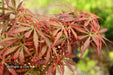 Acer palmatum 'Jerre Schwartz' Dwarf Japanese Maple - Mr Maple │ Buy Japanese Maple Trees