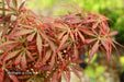 '- Acer palmatum 'Jerre Schwartz' Dwarf Japanese Maple - Mr Maple │ Buy Japanese Maple Trees