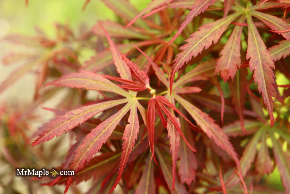 Acer palmatum 'Jerre Schwartz' Dwarf Japanese Maple - Mr Maple │ Buy Japanese Maple Trees