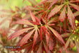 Acer palmatum 'Jerre Schwartz' Dwarf Japanese Maple - Mr Maple │ Buy Japanese Maple Trees