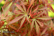 - Acer palmatum 'Jerre Schwartz' Dwarf Japanese Maple - Mr Maple │ Buy Japanese Maple Trees