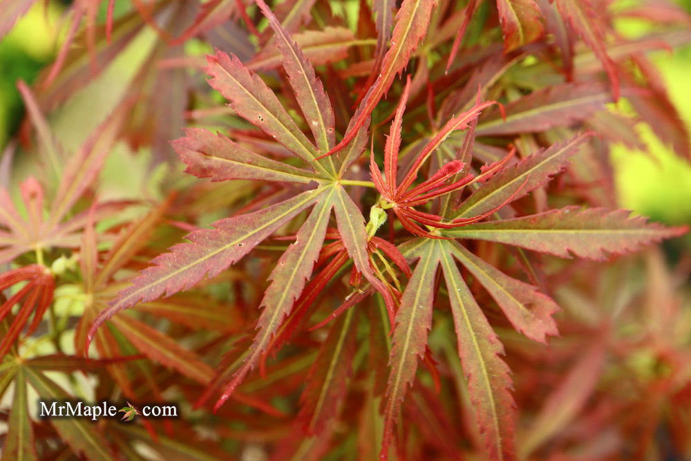 Acer palmatum 'Jerre Schwartz' Dwarf Japanese Maple - Mr Maple │ Buy Japanese Maple Trees