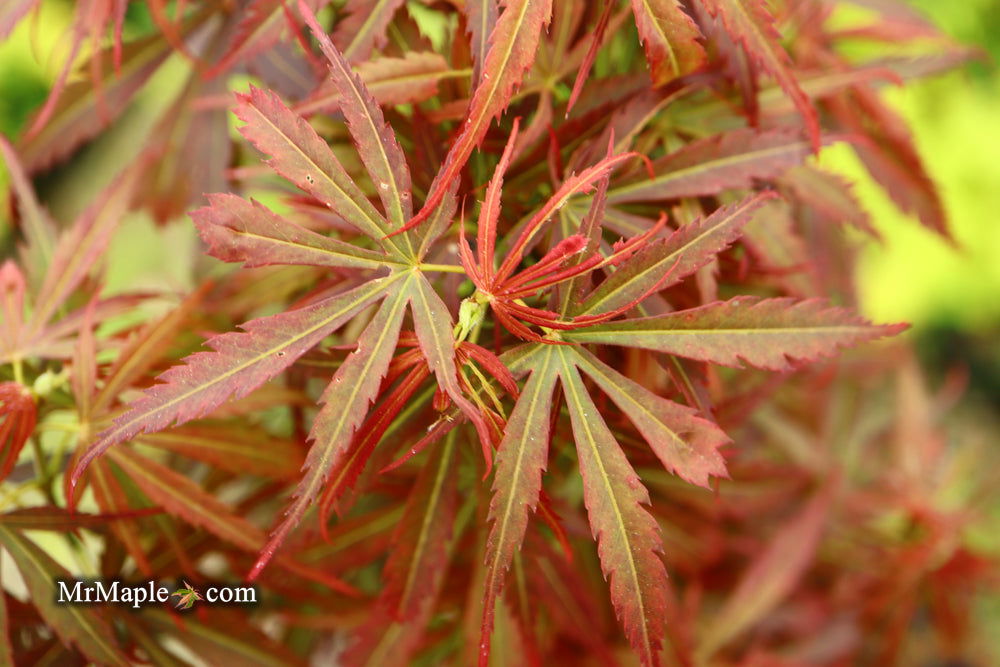 '- Acer palmatum 'Jerre Schwartz' Dwarf Japanese Maple - Mr Maple │ Buy Japanese Maple Trees