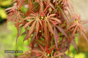 - Acer palmatum 'Jerre Schwartz' Dwarf Japanese Maple - Mr Maple │ Buy Japanese Maple Trees