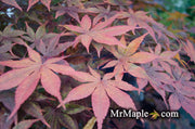 - Acer palmatum 'Jet Black' Deep Dark Red Japanese Maple - Mr Maple │ Buy Japanese Maple Trees