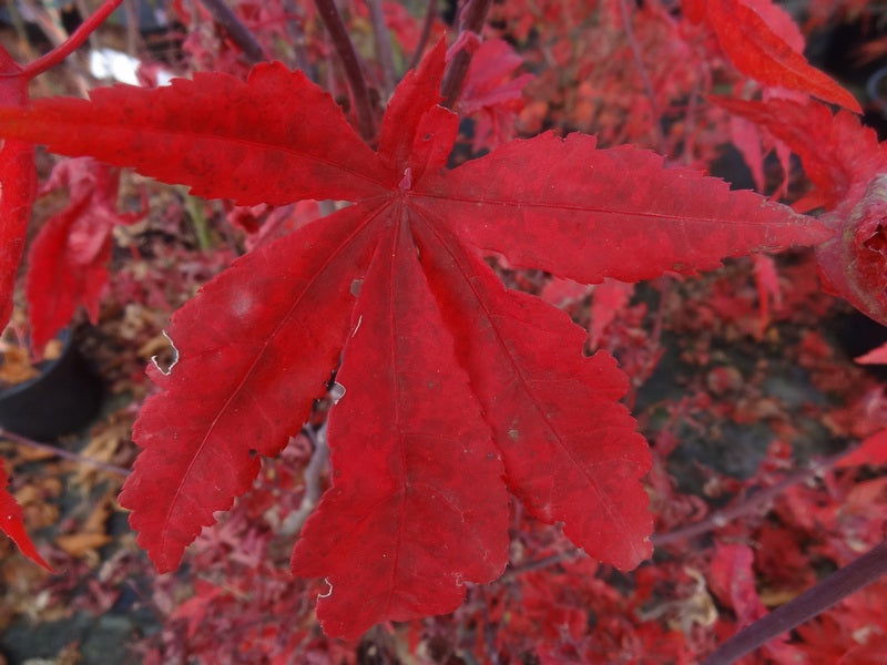 - Acer palmatum 'Jet Black' Deep Dark Red Japanese Maple - Mr Maple │ Buy Japanese Maple Trees