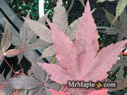 - Acer palmatum 'Jet Black' Deep Dark Red Japanese Maple - Mr Maple │ Buy Japanese Maple Trees