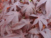 - Acer palmatum 'Jet Black' Deep Dark Red Japanese Maple - Mr Maple │ Buy Japanese Maple Trees