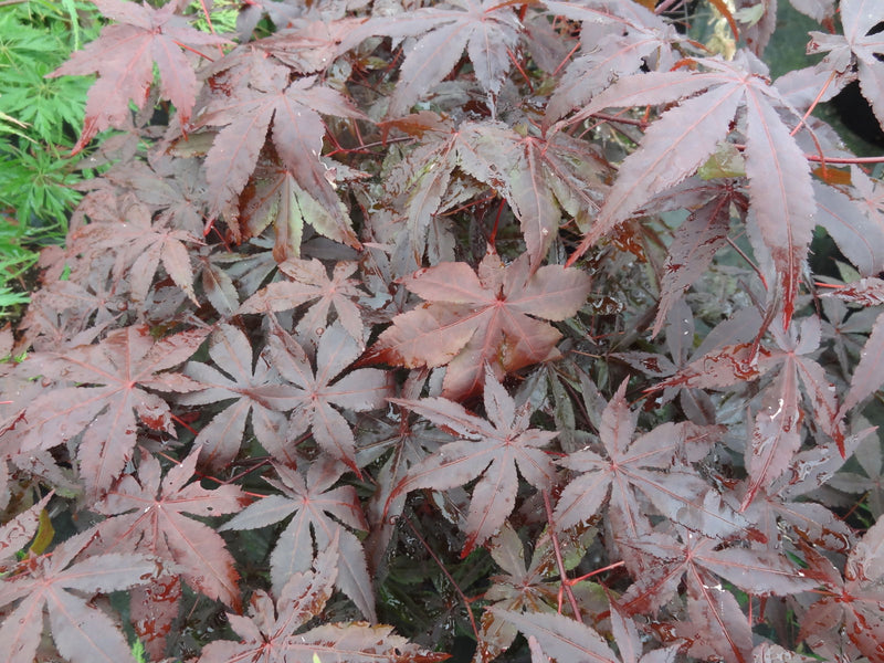 - Acer palmatum 'Jet Black' Deep Dark Red Japanese Maple - Mr Maple │ Buy Japanese Maple Trees