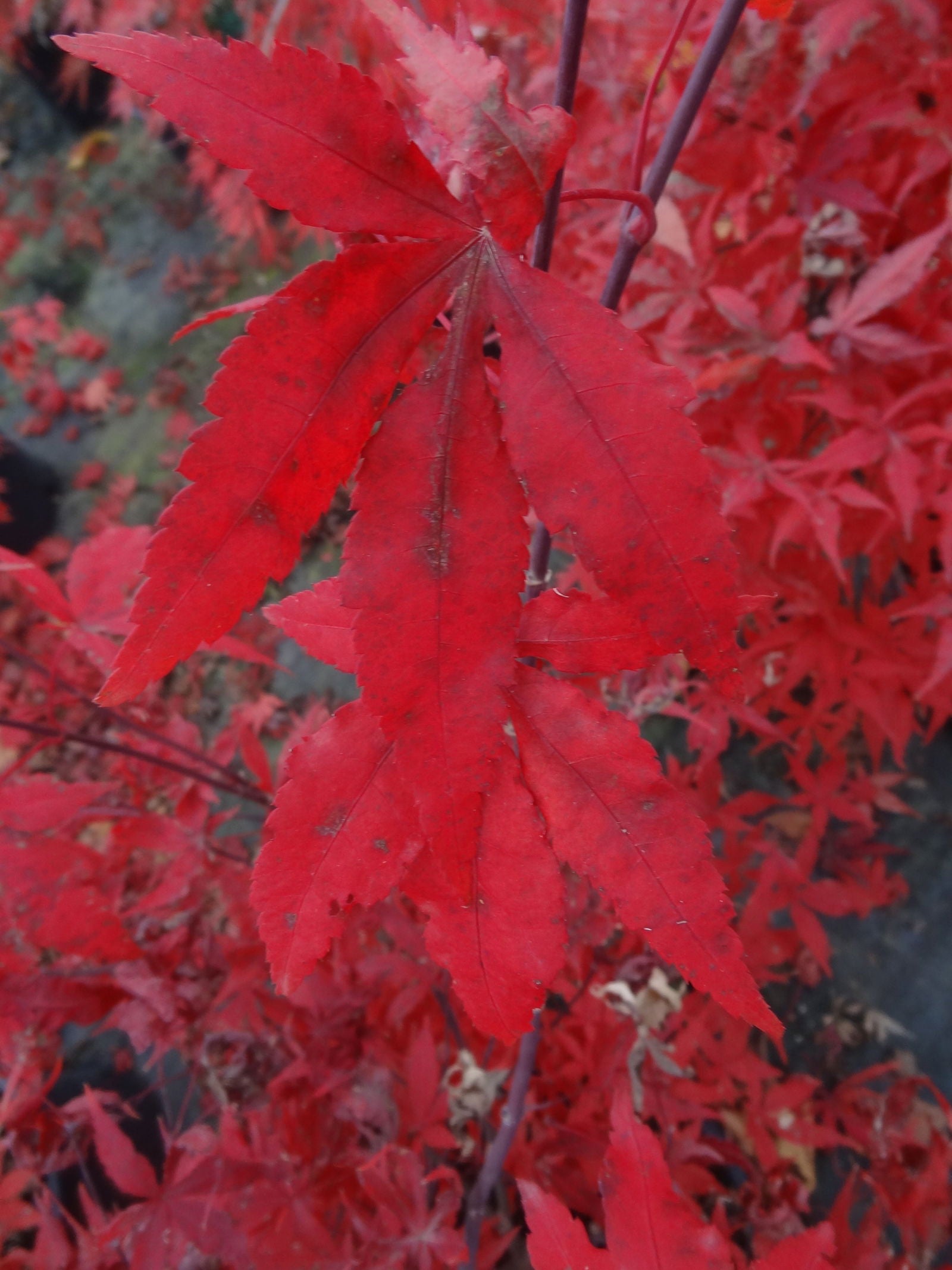 Maple treeブラック38 Emperor Japanese Maple | Specimen Trees | Settlemyre Nursery