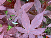 - Acer palmatum 'Jet Black' Deep Dark Red Japanese Maple - Mr Maple │ Buy Japanese Maple Trees
