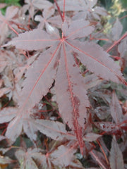 - Acer palmatum 'Jet Black' Deep Dark Red Japanese Maple - Mr Maple │ Buy Japanese Maple Trees