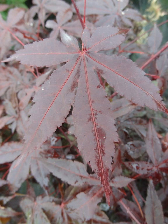 - Acer palmatum 'Jet Black' Deep Dark Red Japanese Maple - Mr Maple │ Buy Japanese Maple Trees